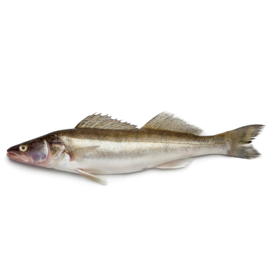 Zander