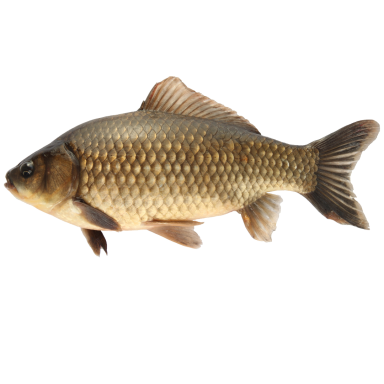 Karpfen Wildform